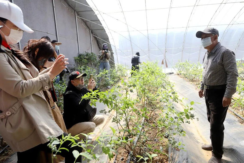 2020宝山线上蓝莓节开幕！书记现场带货引爆直播间