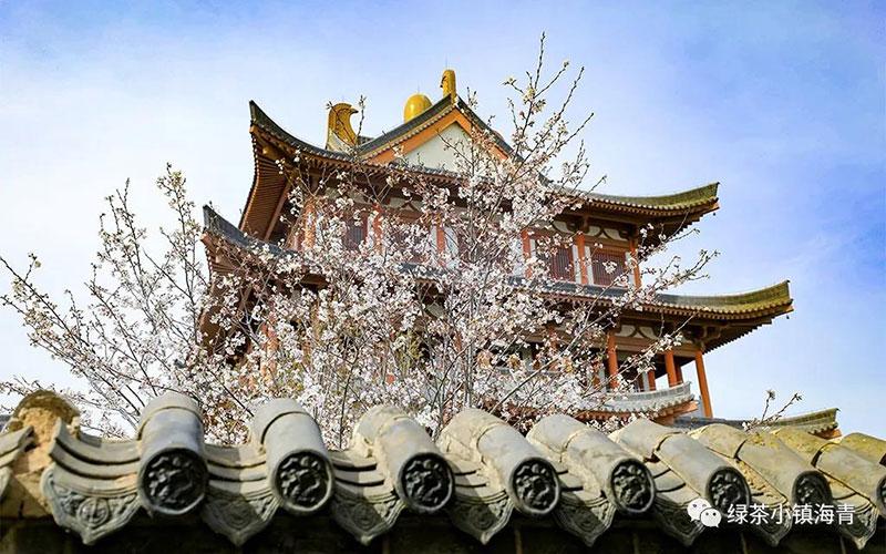 茶乡春色！小镇入春，海青美出新高度！